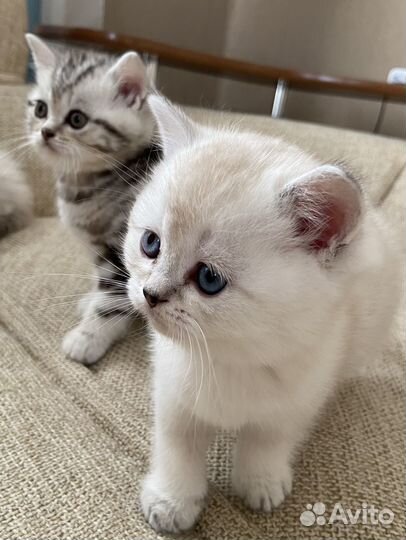 Шотландские котята