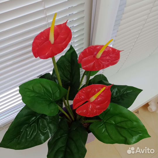 Декоративные цветы в горшках