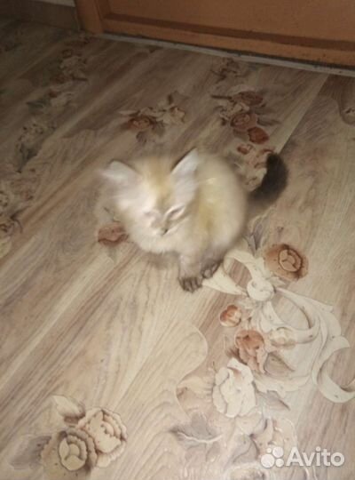 Кошка в дар бесплатно