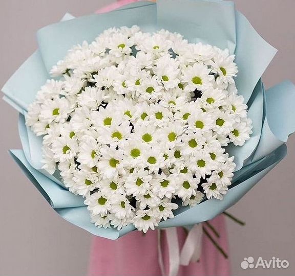 Хризантема Цветы Доставка