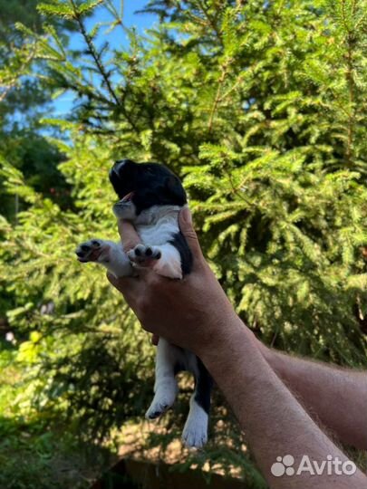 Щенки в добрые руки