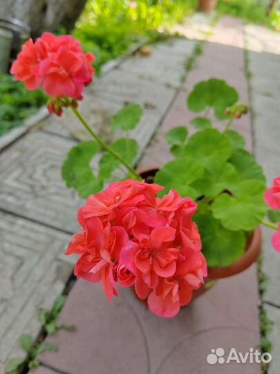 Пеларгония герань