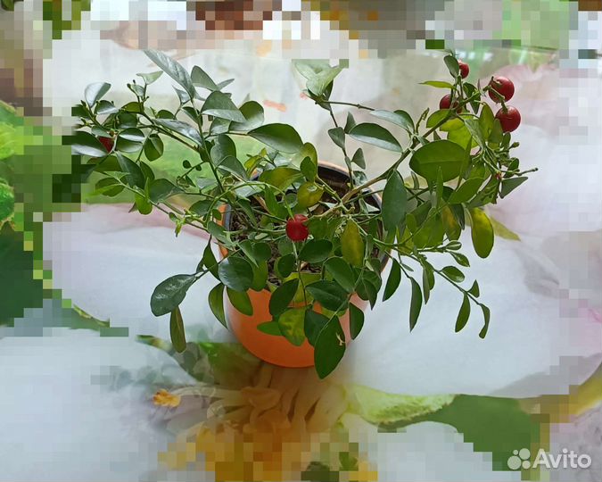 Мурайя экзотика