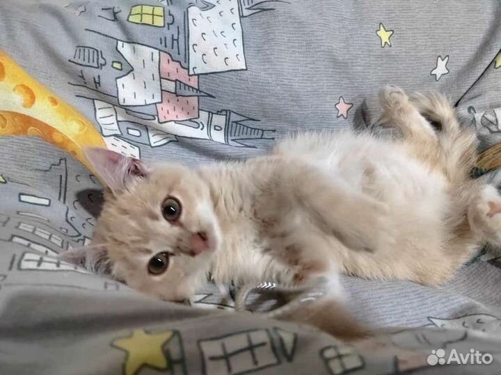 Кошка в дар бесплатно