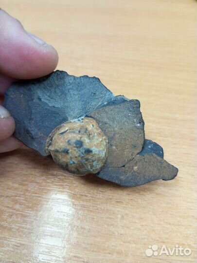 Орех окаминевший