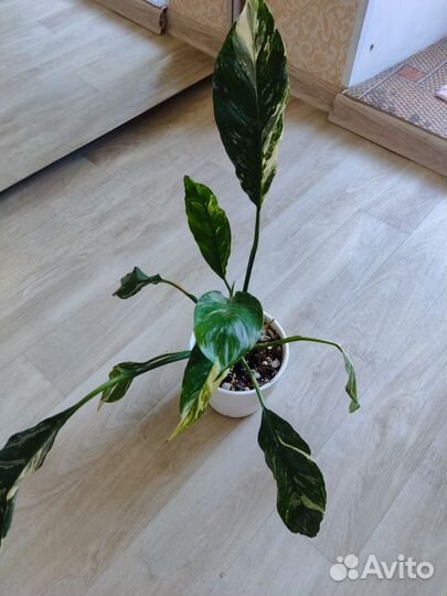 Спатифиллум домино