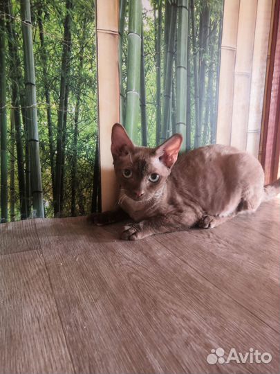 Котята девон-рекс