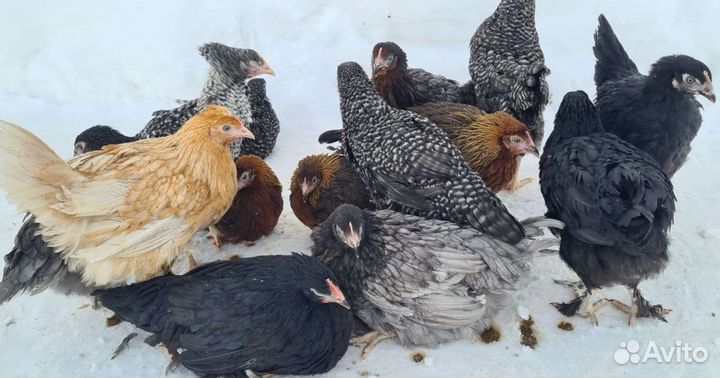 Куры несушки молодки