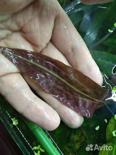 Аквариумные растения