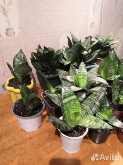 Комнатные растения Сансевиерия или Тещин язык