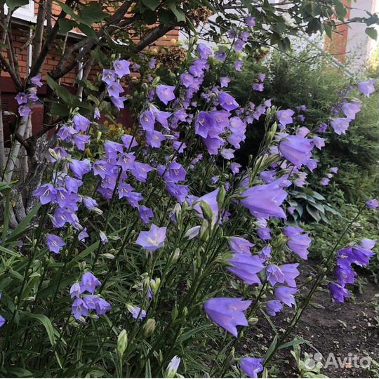 Вербейник, камнеломка, колокольчик, бадан