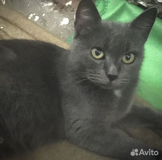 Найдена молодая кошка