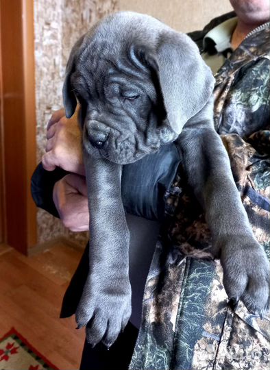 Вязка Кане Корсо