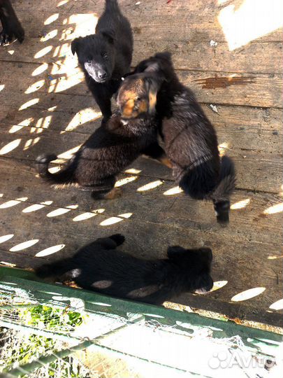 Щенки немецкой овчарки