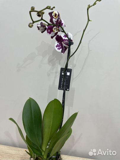 Орхидея фаленопсис 1650. Доставка бесплатно