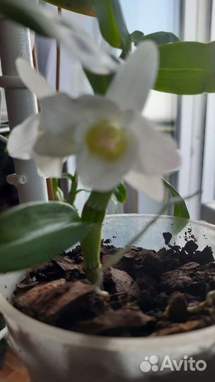 Дендробиум