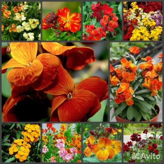 Садовые многолетники