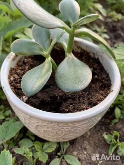 Крассула толстянка