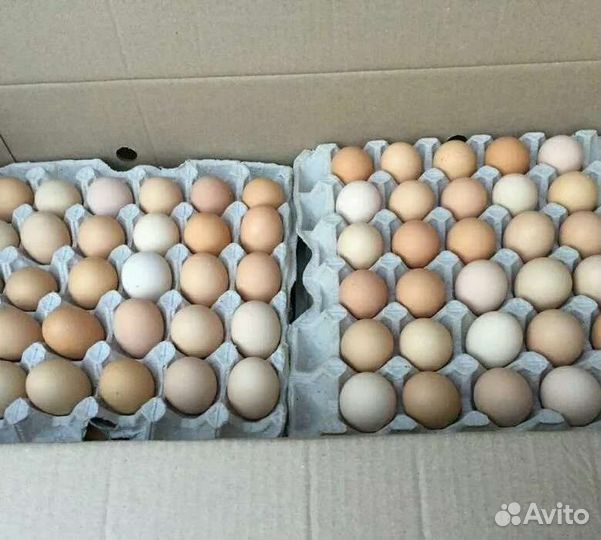 Инкубационное яйцо бройлера