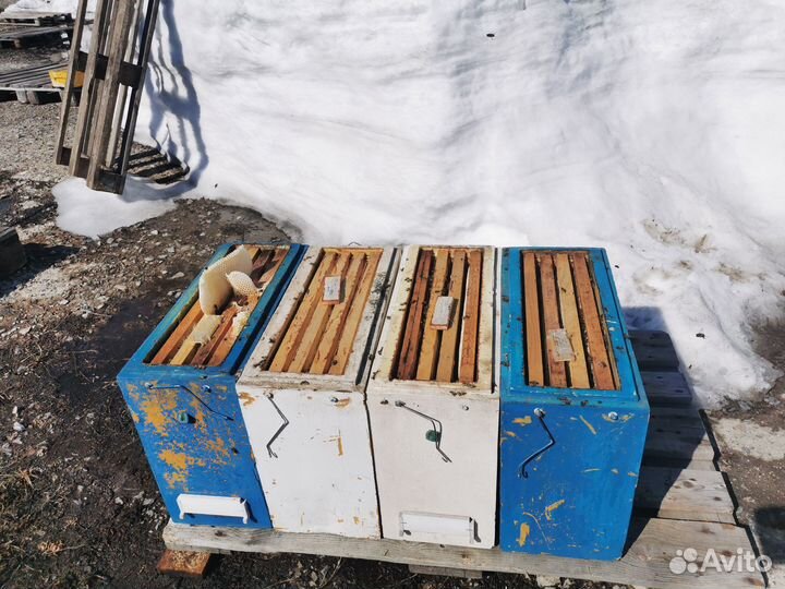 Пчелопакеты карпатка, карника, бакфаст