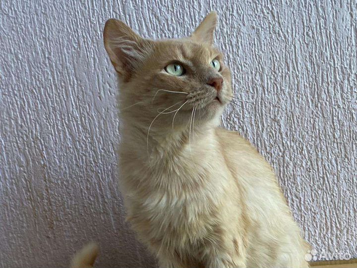 Котикбесплатно