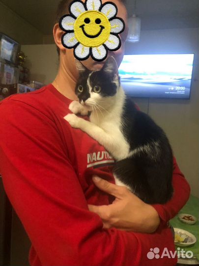 Котенок в добрые руки
