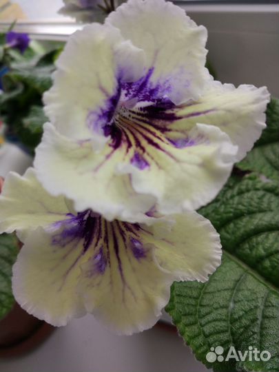 Стрептокарпус