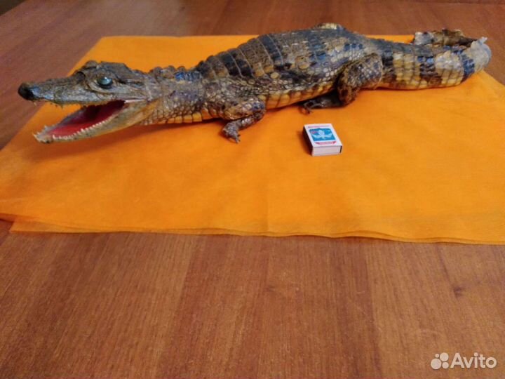 Чучело аллигатора