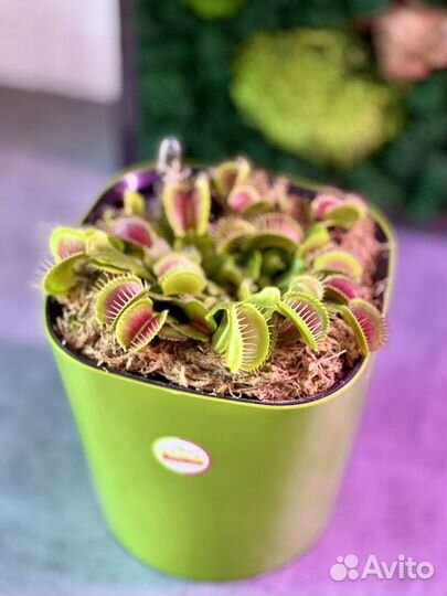 Венерина Мухоловка в горшке с автополивом 3,5л