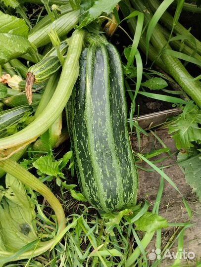 Кабачки свежие
