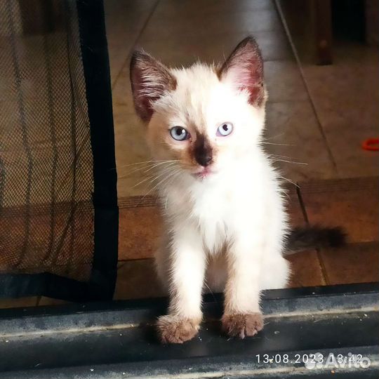 Тайские котята