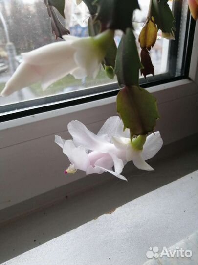 Декабрист белый, красный, жёлтый