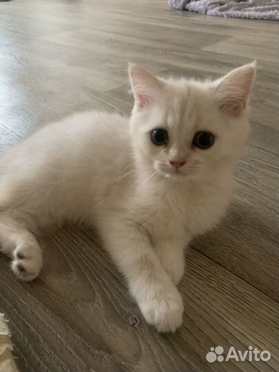 Шотландские золотые и серебряные котята