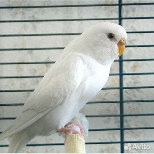 Попугай корелла и волнистый