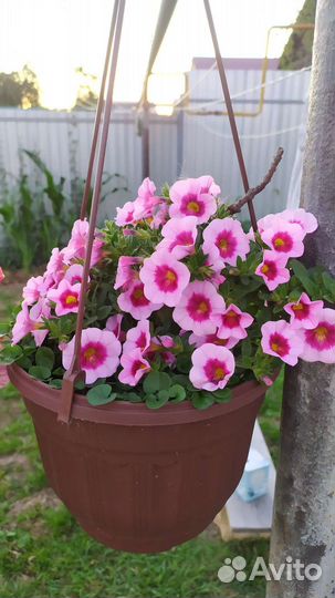 Калибрахоа семена