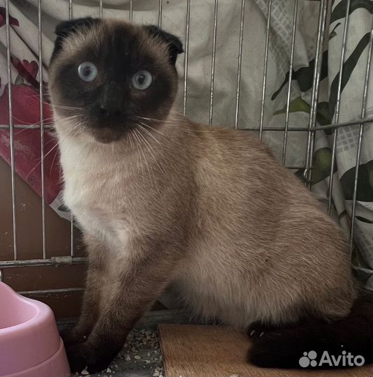 Котенок сиамский в добрые руки