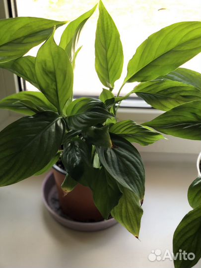 Аглаонема и другие цветы