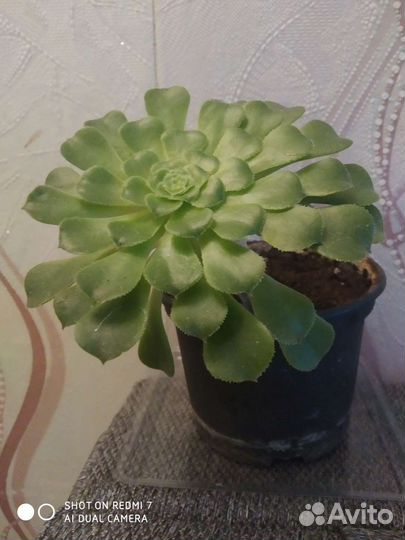 Филодендрон, пеларгония, эониум, толстянка, алоэ