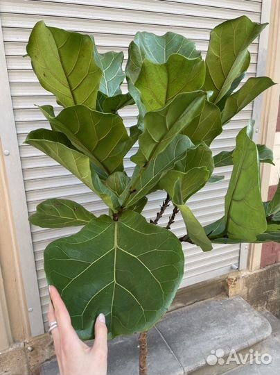 Фикус Лирата