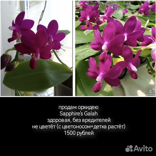 Орхидеяsapphire's Galah