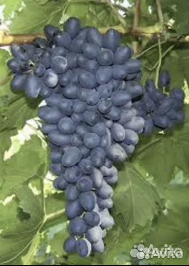 Виноград черенки