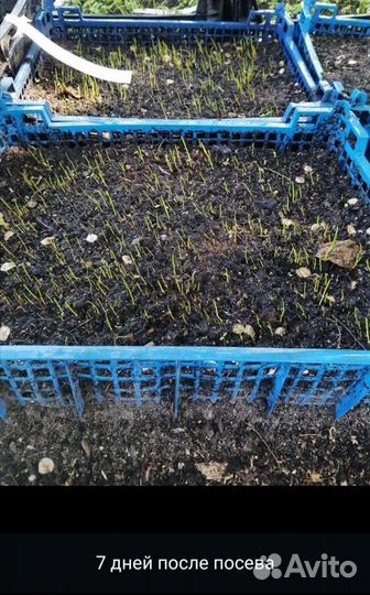 Семена газонной травы