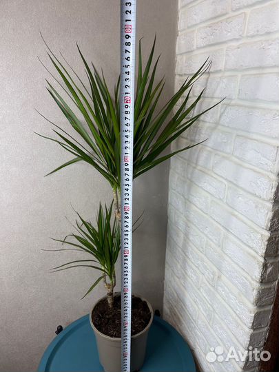 Пальма драцена маргината комнатные цветы
