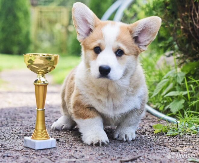 Щенки вельш-корги пемброк