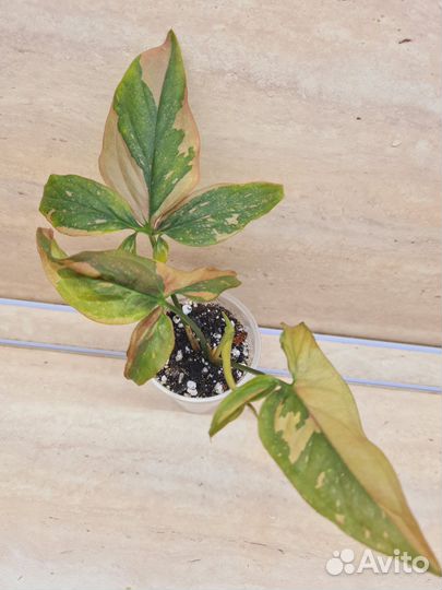 Сингониумы