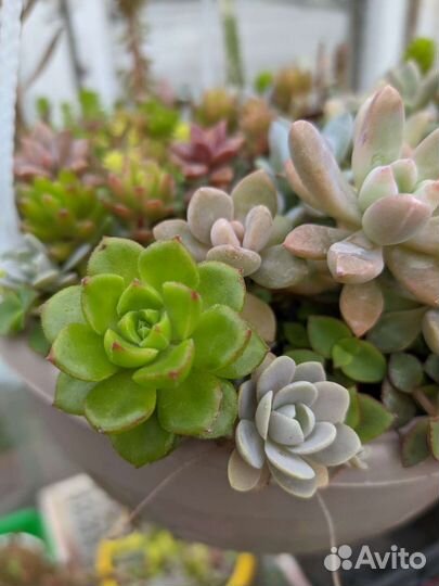 Суккуленты в ассортименте