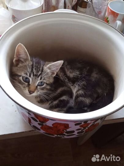 Кошки в добрые руки бесплатно