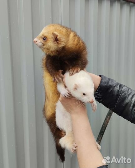 Клёвые хорьки. Хорёк. Доставка