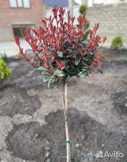 Туи туя смарагд