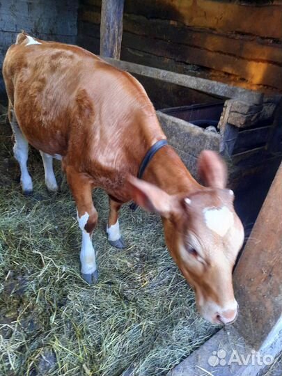 Тёлочка и бык